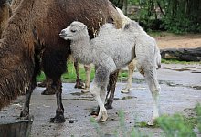 Trampeltier im K&ouml;lner Zoo geboren - Sascha Thelen/dpa