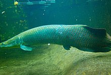Ankunft Arapaima im Zoo Duisburg - Zoo Duisburg/dpa