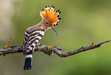 Wiedehopf - Foto: Paul Gl&auml;ser/NABU/CEWE/dpa