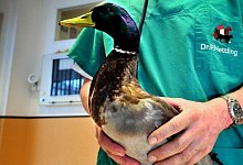 Ente gut, alles gut - FOTO: ANDREAS FR&Uuml;CHT