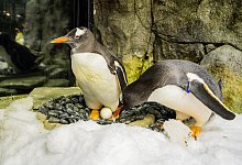 Eselspinguin Sphen in Sydney gestorben - SEA LIFE SYDNEY AQUARIUM/AAP/dpa
