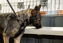 Corona-Sp&uuml;rhund - Michael Matthey/dpa