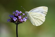 Schmetterlings-Z&auml;hlaktion des Nabu - Swen Pf&ouml;rtner/dpa/Archivbild