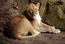 L&ouml;win - Philipp Brandst&auml;dter/dpa/Symbolbild