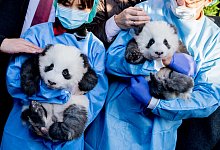 Panda-Zwillinge - Foto: Christoph Soeder/dpa