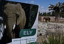 Elefantin Ely im Zoo San Juan de Arag&oacute;n - Marco Ugarte/AP/dpa
