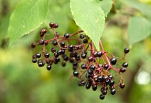 Schwarzer Holunder strotzt vor Vitaminen - Foto: Andrea Warnecke