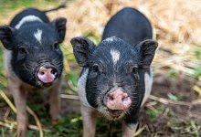 lotte-luise - Tierheim Lübbecke