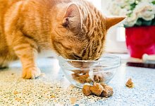 Katze frisst - Foto: Markus Scholz/dpa-tmn