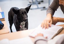 Schulhundprojekt in T&uuml;bingen - Foto: Sebastian Gollnow/dpa