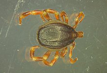 Hyalomma Zecke - Foto: Marco Drehmann/Universit&auml;t Hohenheim