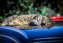 Katze Kater Symbolbild - Daniel Salmon