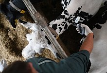 Ausbruch Blauzungenkrankheit - Lars Penning/dpa