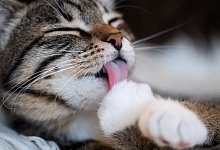 Katze putzt sich das Fell - Franziska Gabbert/dpa-tmn