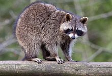 Waschb&Atilde;&curren;r - DPA