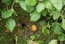 Loch einer W&uuml;hlmaus im Garten - Foto: Christin Klose/dpa-tmn