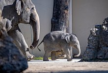 Jungelefant Otto - Foto: Lennart Preiss/Lennart Preiss Fotografie/dpa