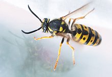 Wespen - Julian Stratenschulte/dpa/dpa-tmn/Archivbild