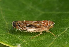 Rebkrankheit - Amerikanische Rebzikade - Olaf Zimmermann/Landwirtschaftliches Technologiezentrum Augustenberg /dpa