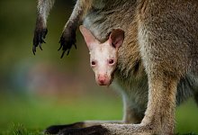 Albino-Wallaby Olaf in Australien - Symbio Wildlife Park/dpa