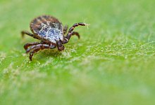 Zecke - Foto: Patrick Pleul/dpa-Zentralbild/dpa/Archivbild