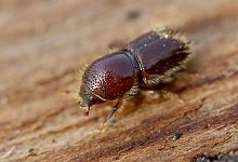 Borkenk&auml;fer - Roland Weihrauch/dpa/Archivbild