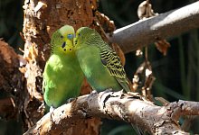 Wellensittiche - Foto: Andrea Warnecke