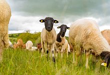 Landschaftspflege in der Rh&ouml;n - Andreas Arnold/dpa