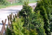 Lebensbaum-Hecke an J&auml;gerzaun - Andrea Warnecke/dpa-tmn