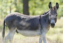 Esel im Einsatz f&uuml;r den Artenschutz - Uwe Anspach/dpa