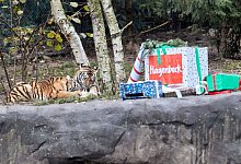 Nikolaus-Geschenke f&uuml;r Tigerkinder - Georg Wendt/dpa