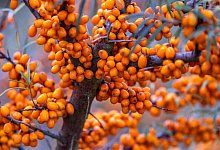 Die auch als „Zitrone des Nordens“ bezeichneten Beeren hängen an einem der letzten Sanddornbüsche auf einer Plantage des Agrarbetriebs Forst Schneebecke. Auf den noch verblieben sechs Hektar wird zum letzten Mal geerntet, danach werden die Flächen umgebro - Jens Büttner/dpa