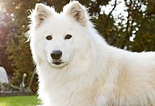 Niesen und laufende Nase beim Hund - Foto: Monique W&uuml;stenhagen