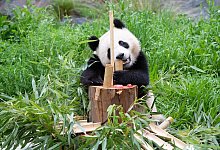 Panda-Zwillinge im Zoo Berlin - Foto: Paul Zinken/dpa