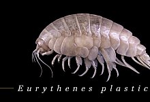 Flohkrebs &laquo;Plasticus&raquo; - Foto: -/WWF/dpa