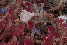 Neue Tierarten im Golf von Kalifornien - Foto: Rov Subastian/Schmidt Ocean Institute/dpa