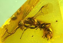 Zeitkapsel Bernstein - unbekannte Wespenart - Brazidec et al. 2024 Insects, 15/&Uuml;bersee-Museum/dpa