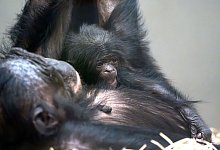 Bonobo-Nachwuchs in Stuttgart - Birger Meierjohann/Wilhelma Stuttgart/dpa