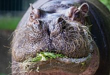 Berliner Zoo - Monika Skolimowska/dpa