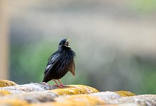 Der Star als "Star" - Foto: Xavier Riera/CREAF/dpa