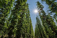 Hopfenanbau in Bayern - Armin Weigel/dpa