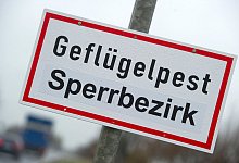 Vogelgrippe in Mecklenburg-Vorpommern - dpa