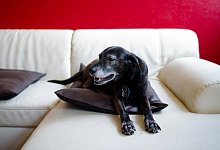 Hunde bei Gewitter - Foto: Daniel Bockwoldt/dpa