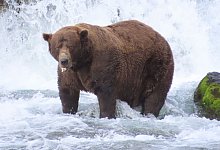 «Fat Bear»-Wahlen in USA - T. Carmack/Katmai-Nationalpark/dpa