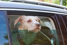 Auch so geht es nicht - Foto: Monique W&uuml;stenhagen/dpa