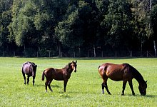 Pferde auf der Weide - Symbolfoto: Arno Burgi/dpa-Zentralbild/dpa