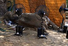 Elefantendame stirbt in pakistanischem Zoo - Fareed Khan/AP