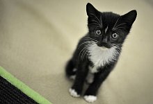 Katze - Foto: Fredrik von Erichsen/dpa