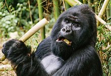 Vulkanausbruch am Nyiragongo - Berggorillas - Foto: Philipp Laage/dpa-tmn/dpa
