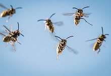 Ein Schwarm Wespen fliegt in der Luft - Frank Rumpenhorst/dpa/dpa-tmn
